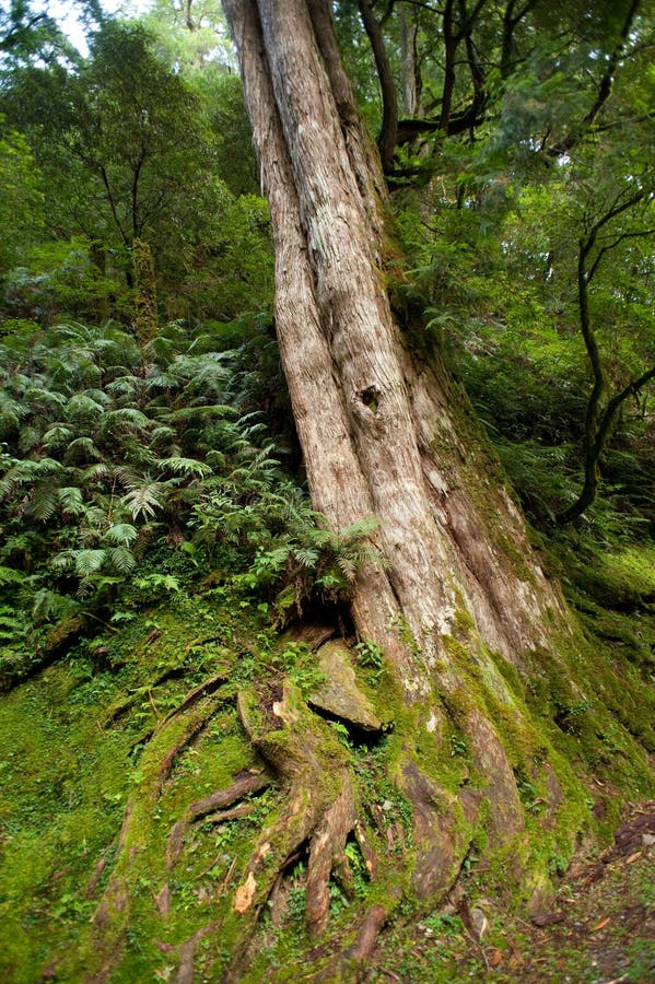 An ancient tree royalty free stock photos