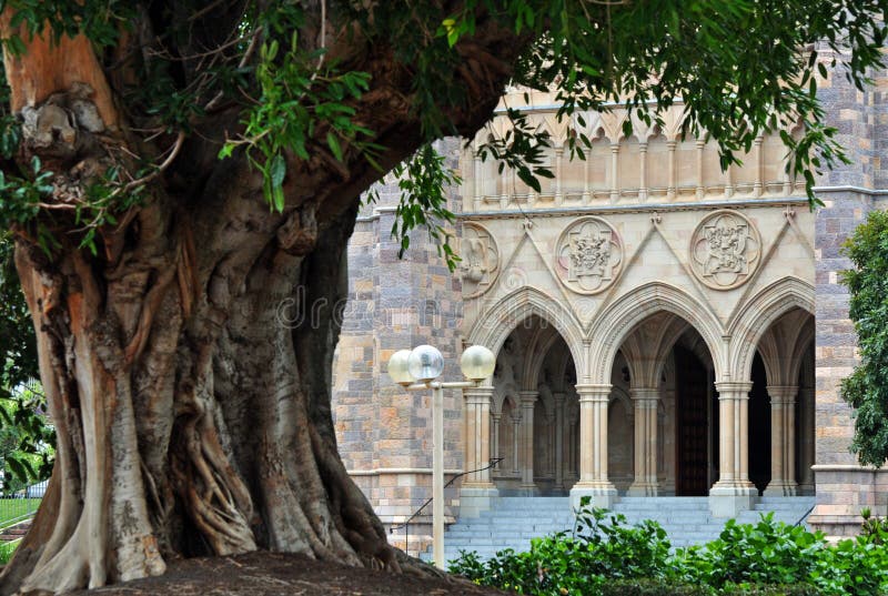 An ancient tree in front of very old building stock images