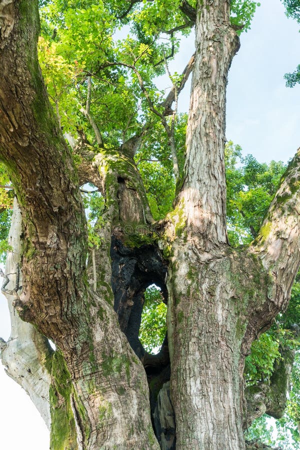 Ancient tree closeup royalty free stock photography