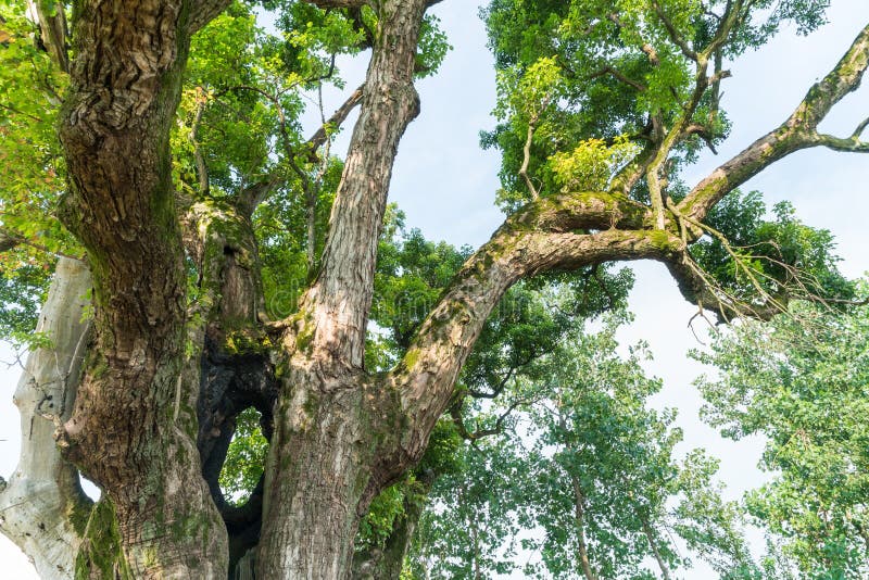 Ancient tree closeup royalty free stock photo