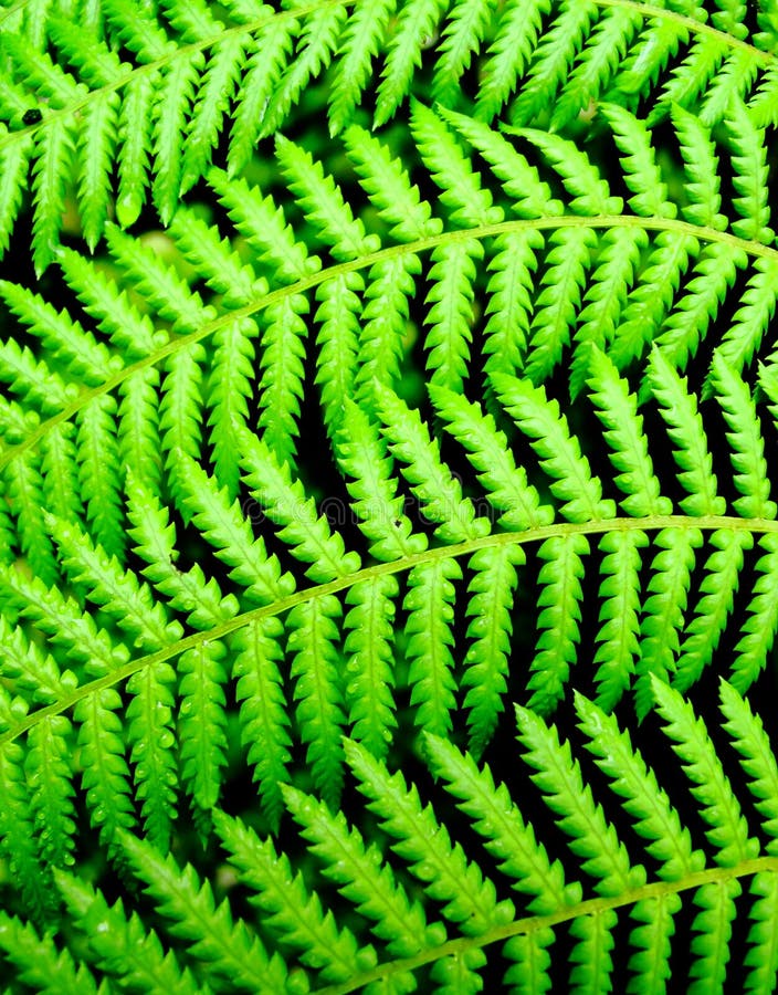 Fern stock photo. Image of bright, fern, plan, leaf, texture - 302676