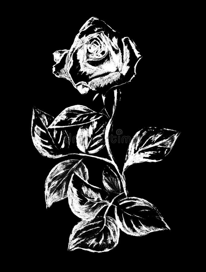 Black White Long Stem Rose Drawing Stock Illustrations – 41 Black White  Long Stem Rose Drawing Stock Illustrations, Vectors & Clipart - Dreamstime