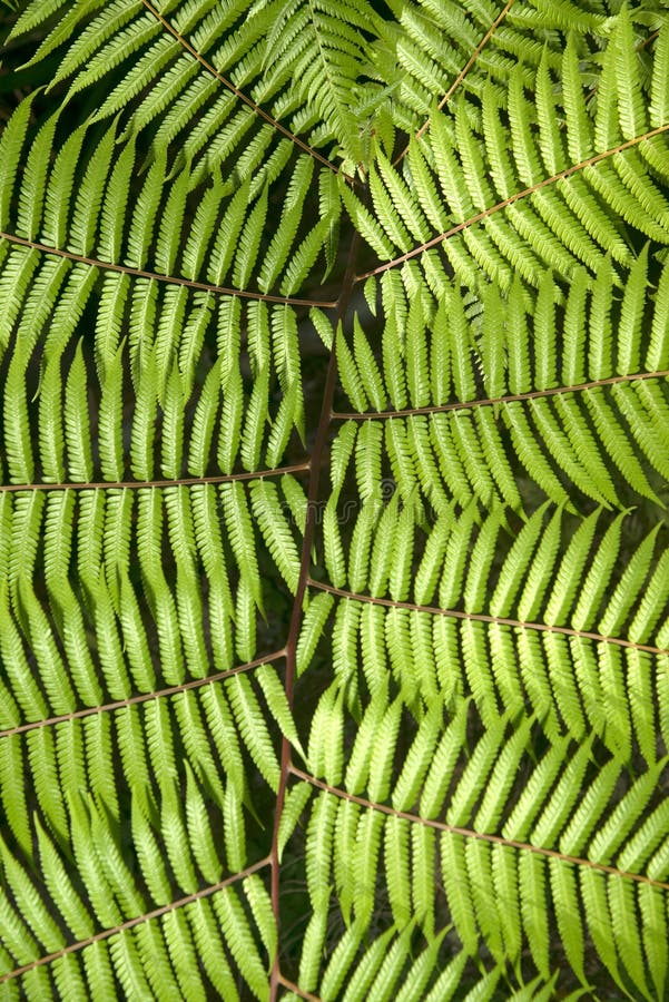 Fishbone Fern stock image. Image of stem, boston, corner - 1680157