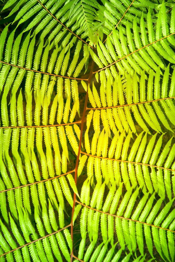 Green Garden Background of Fishbone Fern or Sword Fern. Stock Image ...