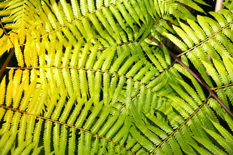 Green Garden Background of Fishbone Fern or Sword Fern. Stock Image ...