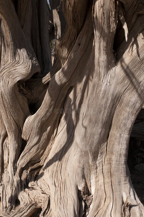 Roots of ancient tree royalty free stock images