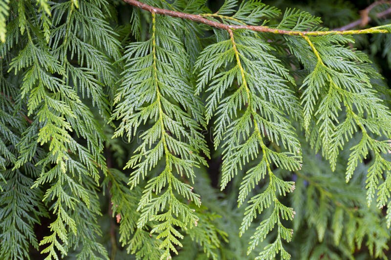 221 Western Red Cedar Tree Branch Stock Photos - Free & Royalty-Free ...