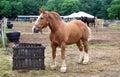 Belgian draft Horse