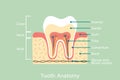 Healthy tooth anatomy with word