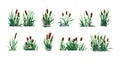 Pond reed. Cartoon green swamp and river plant, water weed with foliage. Vector lake botany graphic template, isolated