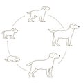 Round stages of dog growth set. From puppy to adult dog development. Animal mammals pets. Labrador retriever grow up circle