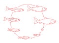 Round stages of salmon fish growth set. From parr to adult sockeye fish development. Grow up animation progression