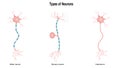 types of neurons vector illustration graphic