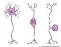 Types of neurons