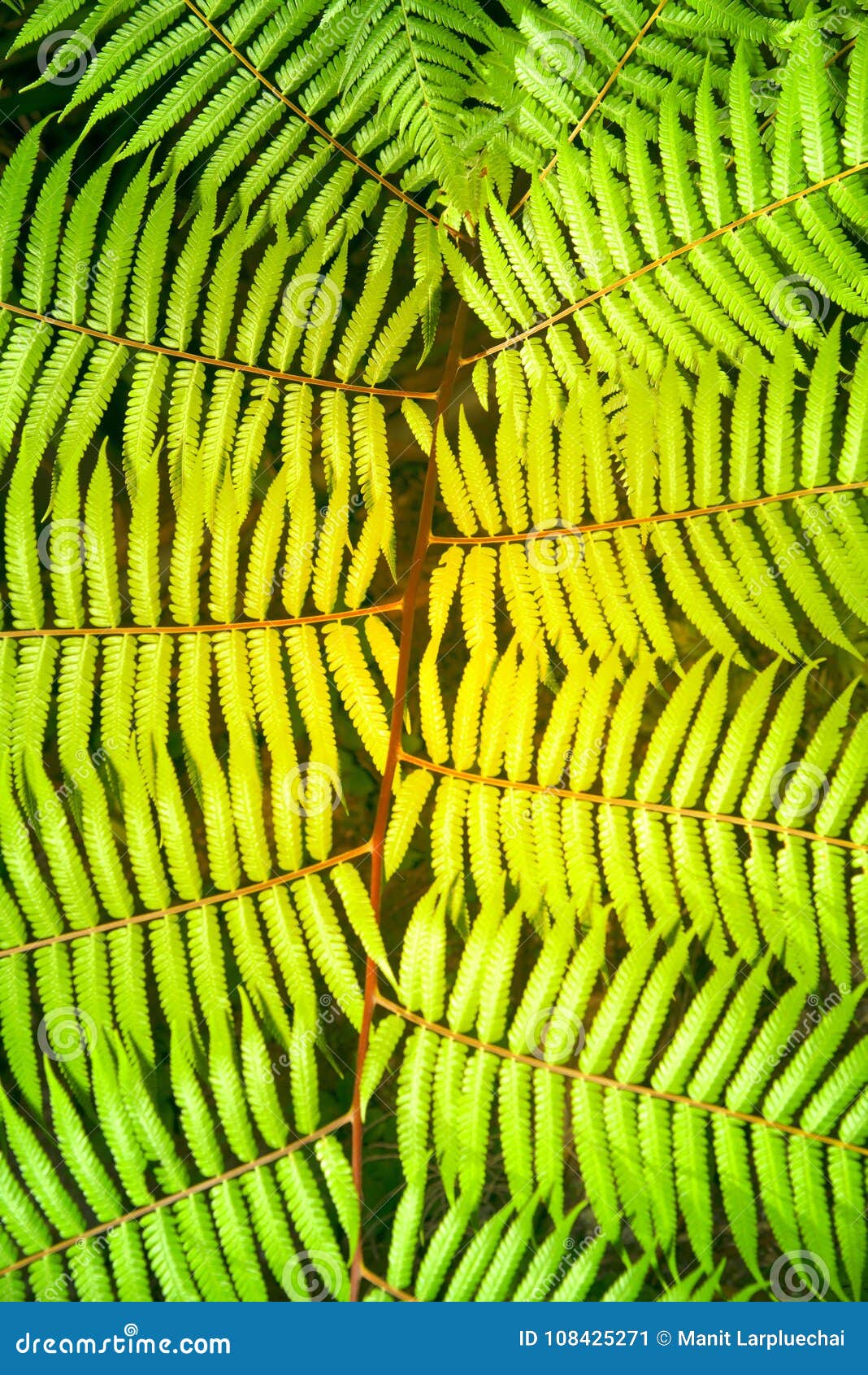 Green Garden Background of Fishbone Fern or Sword Fern. Stock Image ...