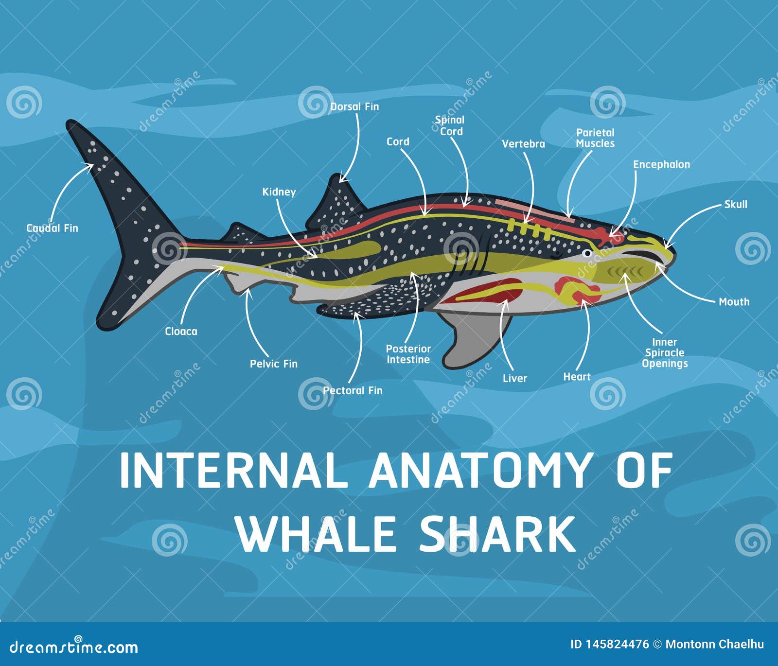 Shark Dissection Diagram