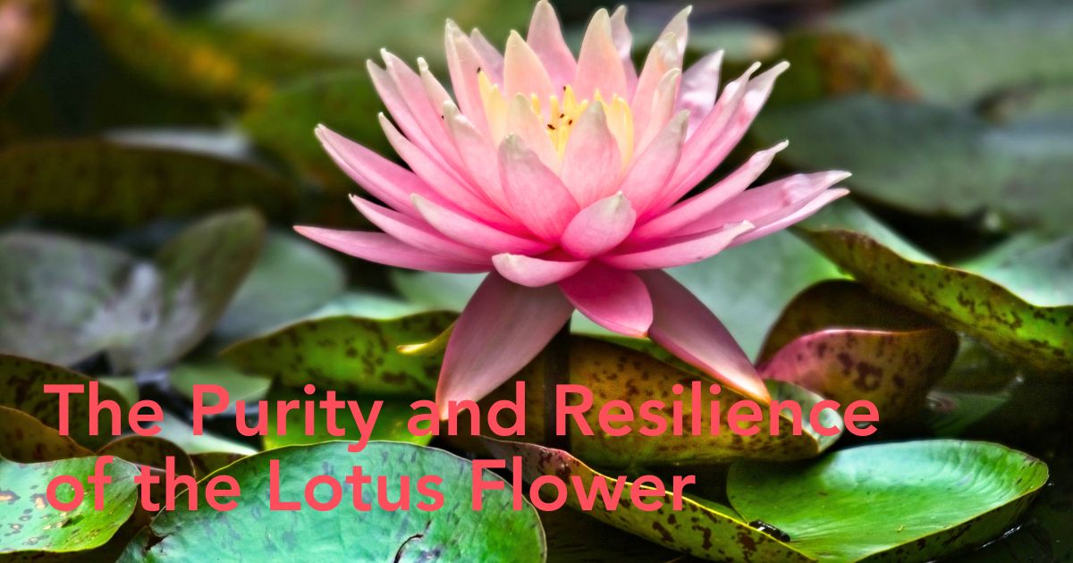 The meaning of the lotus flower