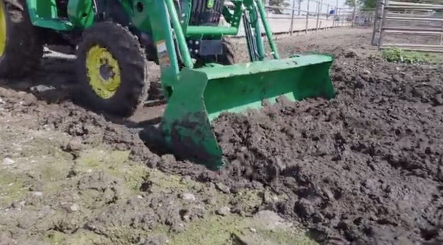 Cleaning up manure in cattle pens and pasture.