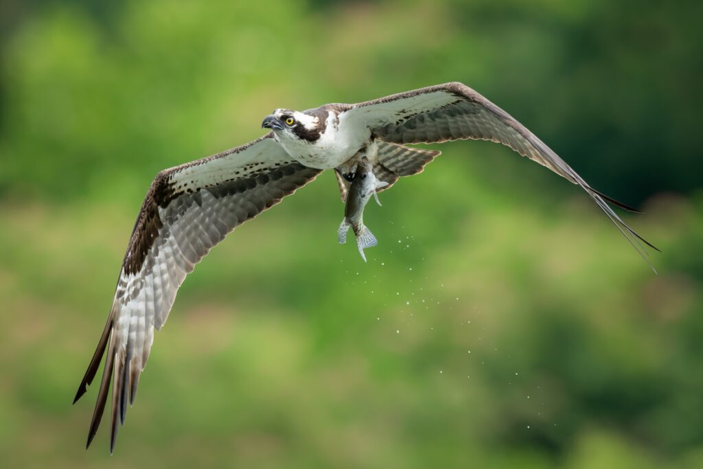 2022 Wildlife and Landscape Calendar Photo Contest