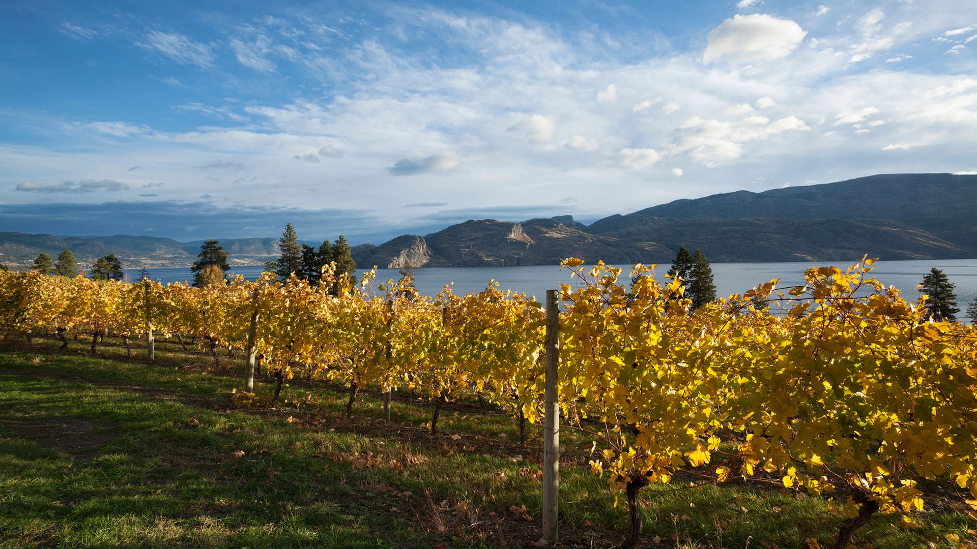 a vineyard in Okanagan Valley in the fall