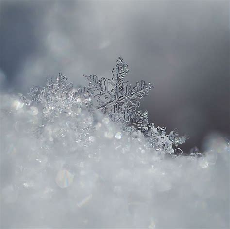 Up close real snowflakes | Crystal Snowflake Photograph - Crystal Snowflake Fine Art Print ...