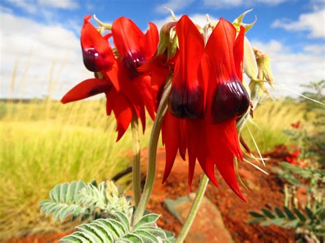 Australian Native Plants Pictures And Names - House Plants DA