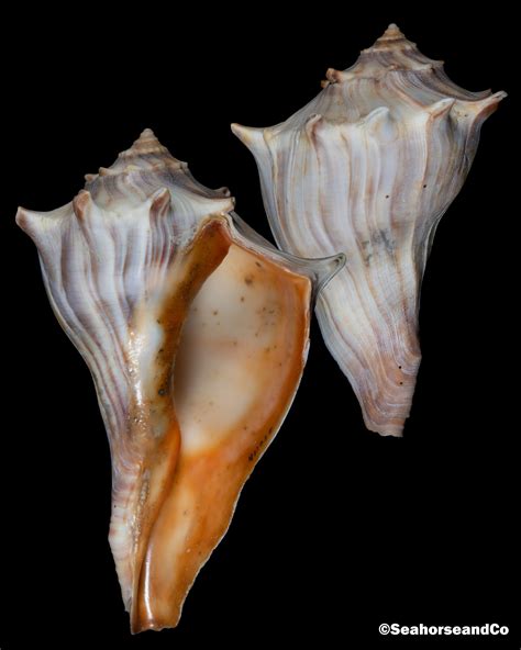 Knobbed Whelk: Busycon carica (Gmelin, 1791)