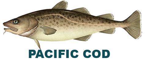 PACIFIC COD | Almiga Trade