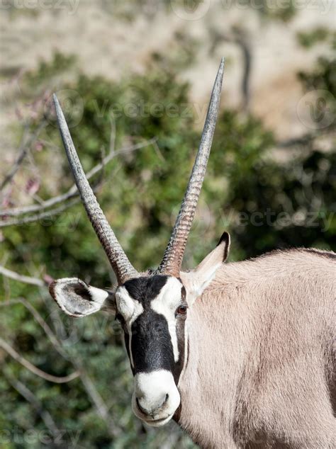 Scimitar Horned Oryx 846862 Stock Photo at Vecteezy