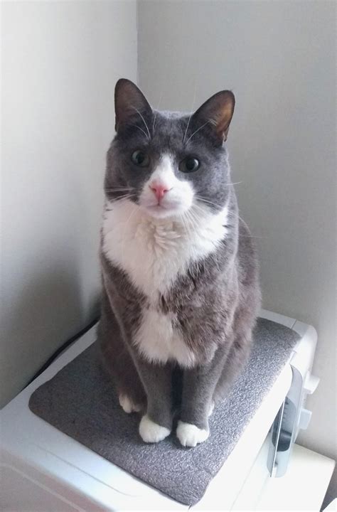 Scooter, my fluffy gray tuxedo cat : r/TuxedoCats