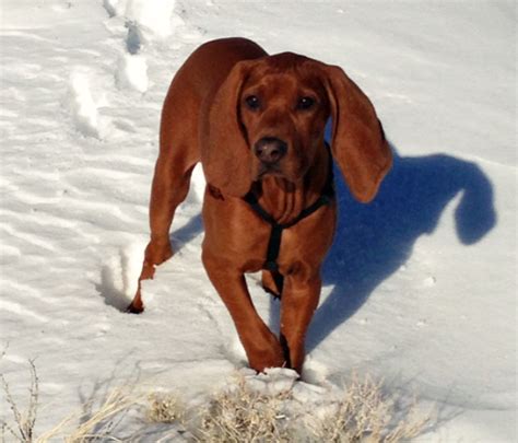 Redbone Coonhound Info, Temperament, Training, Puppies, Pictures