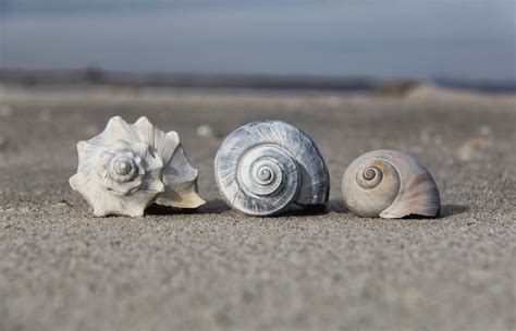 Nature on the Edge of New York City: Wild Knobbed Whelks Wash Up on a Winter Beach