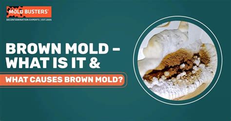 What Is Brown Mold & What Causes It? | Is Brown Mold Safe?