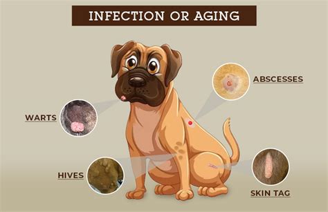 What Causes A Histiocytoma In Dogs