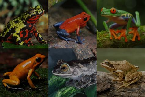 Frog Colors 101: Everything You Need To Know