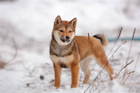 4 Shiba Inu Colors, Markings & Variations (With Pictures) | Hepper