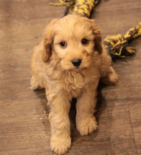 Cavapoo Puppies For Sale | Tulsa, OK #292477 | Petzlover