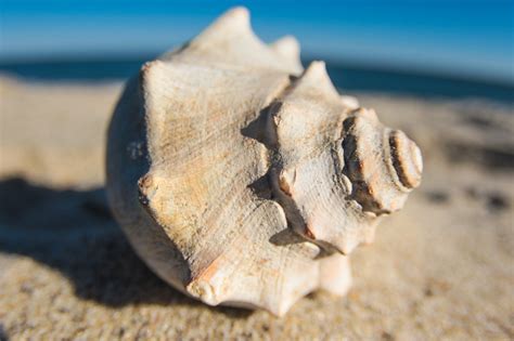 Knobbed Whelks: More than Just the State Shell of New Jersey — Save Coastal Wildlife