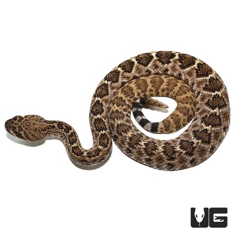 Baby Western Diamondback Rattlesnakes For Sale - Underground Reptiles