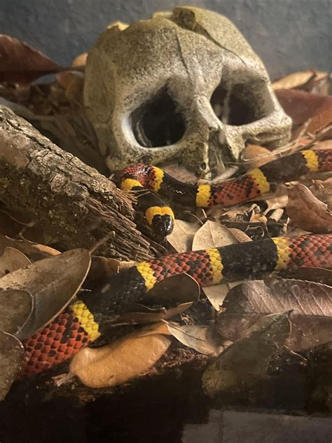 Texas coral snake : r/snakes