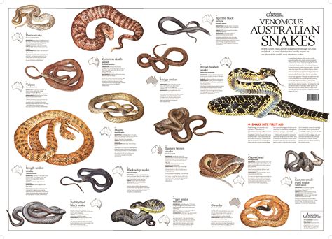 Venomous Australian Snakes Poster (flat) - Australian Geographic