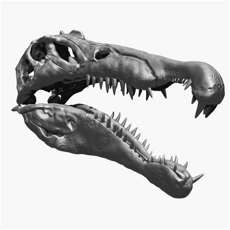 ArtStation - Spinosaurus Skull Set | Game Assets