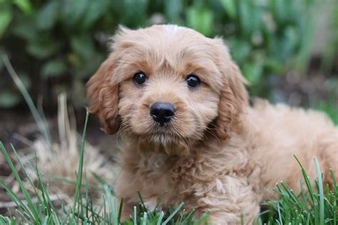 Top 9 Cavapoo Breeders for 2024 [Updated] - The Dogs Journal