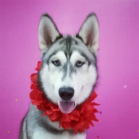 Cute Husky dog grooming Peluqueria canina