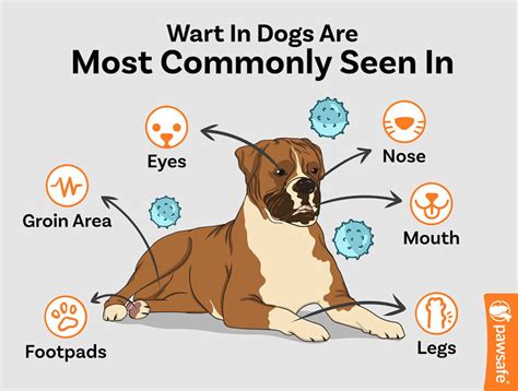 Dog Warts: What to Know About Canine Papillomavirus – PawSafe