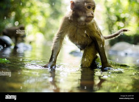 Assam macaque Stock Photo - Alamy