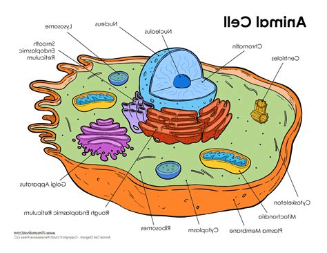 How To Draw Animal Cell Diagram Labeled Functions And Diagram