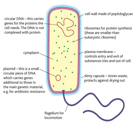 Bacterial cell structure | Year 12 Human Biology