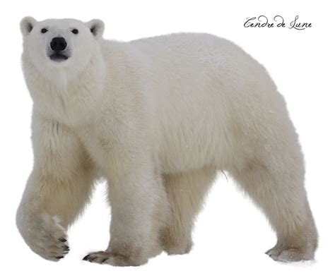 Free Polar Bear PNG Transparent Images, Download Free Polar Bear PNG Transparent Images png ...