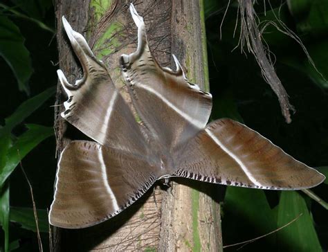 Wildlife of Malaysia